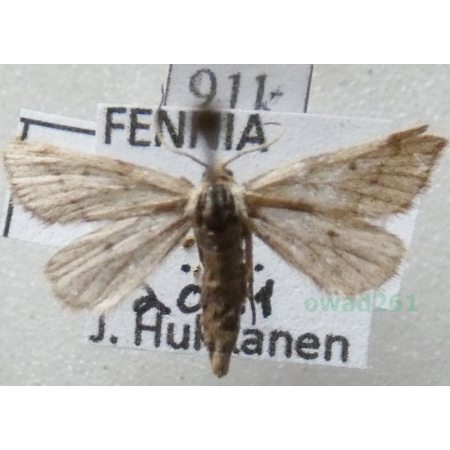 Speranza fusca (Thunberg, 1792) female Finland91k
